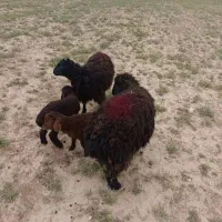 دو راس میش شیشک با بره ماده خوراک خور