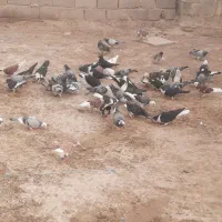 کفتر فروشی