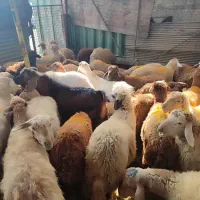 پخش گوسفند زنده در تهران با قصاب