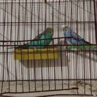 مرغ عشق|پرنده|ملایر, |دیوار
