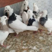طوقی|پرنده|مبارکه, |دیوار