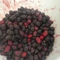 شاتوت تازه