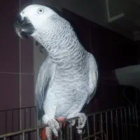 کاسکو ماده