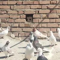 کبوتر