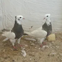 جفت کبوتر طوقی سرکه ای