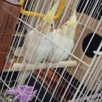 جفت عروس لوتینو