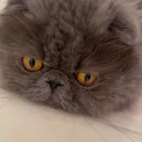 گربه اسکاتیش