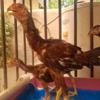 خروس مرغ لاری