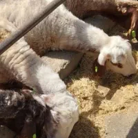 میش نوگوشت و جوان