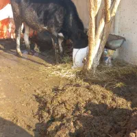فروش یک گاو شیری
