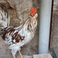 خروس گلین اصل و جوان