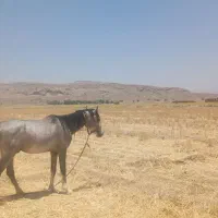 اسب|اسب و تجهیزات اسبسواری|شیبکوه (فارس), |دیوار