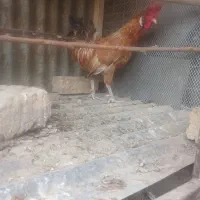 خروس
