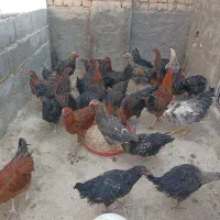 خروس