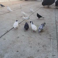 یک جفت سفید مهر ویک جفت  کله دم سبز ودم سیاه