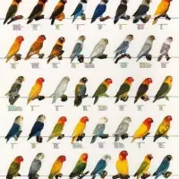 طوطی کوتوله و عروس هلندی