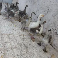 جوجه غاز و قو غاز