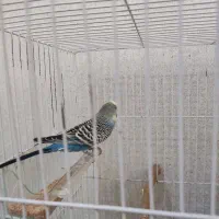 مرغ عشق نر بالغ
