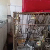 عروس هلندی مولد