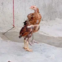 خروس|حیوانات مزرعه|کنارک, |دیوار