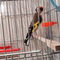 سهره