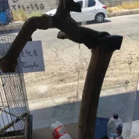 چوب تزعین برا پرنده و طوطی