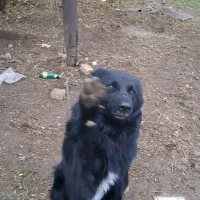 سگ گمشده|حیوانات|خرمآباد, |دیوار