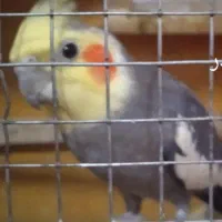 یک جفت عروس هلندی