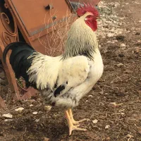 خروس و مرغ محلی