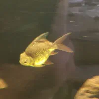 بارب حلب شورت بادی