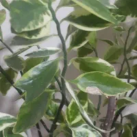 کولرآبی پره آهنی درحدنو