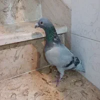 کبوتر پلاکی راه کش غول پیکر