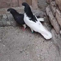 خوشرنگ سیا و شصتی