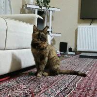 واگذاری رایگان گربه