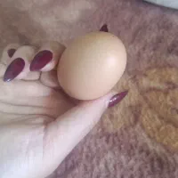 تخم مرغ رسمی