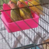 ۳عدد کوتوله برزیلی