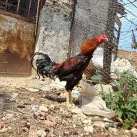 خروس لاری نسلدار