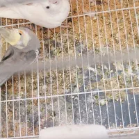 یک جفت عروس هلندی ماده سفید نر سیامون