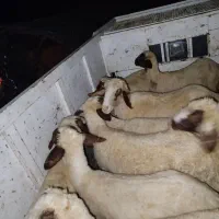 گوسفند میش