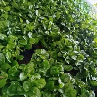 سبزه نارنج شمال