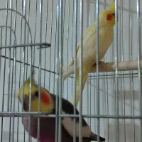 عروس هلندی. نر و ماده به همراه تخم
