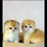 گربه اسکاتیش گلد ny12