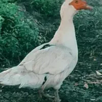 اردک روسی همه تخم گذار