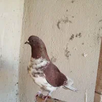کفتر پرشی غریب گیری