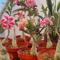 فروش تک و‌عمده گیاه آپارتمانی