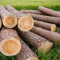انواع چوب و درخت