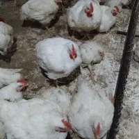 مرغ گوشتی