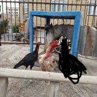 لاری جوجه