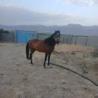 نریان بر گرفته از داغ ۲ زیاد خان دره شوری