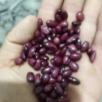 مواد غذایی